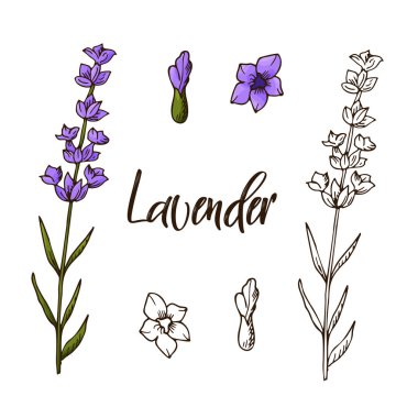 Elle çizilmiş fesleğen bitki. Dekoratif unsur kroki tarzı. Vektör çizim