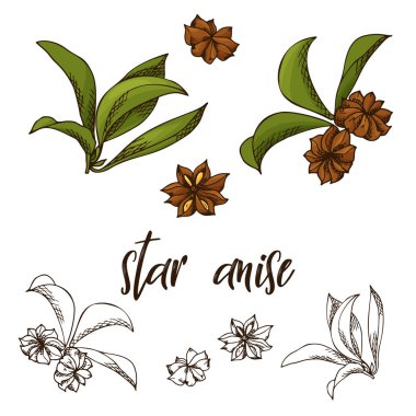 Elle çizilmiş anasonu ot. Dekoratif unsur kroki tarzı. Vektör çizim