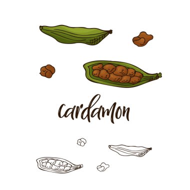 Detailed retro image of cardamon. Ink sketch isolated on white background. Herb spice. Vector illustration clipart