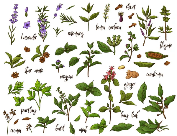 Hand drawn herbs and spices. Decorative background with sketch elements. Vector illustration — Stock Vector