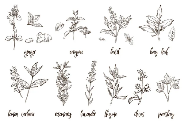 Herbes et épices dessinées à la main. Fond décoratif avec des éléments de croquis. Illustration vectorielle — Image vectorielle