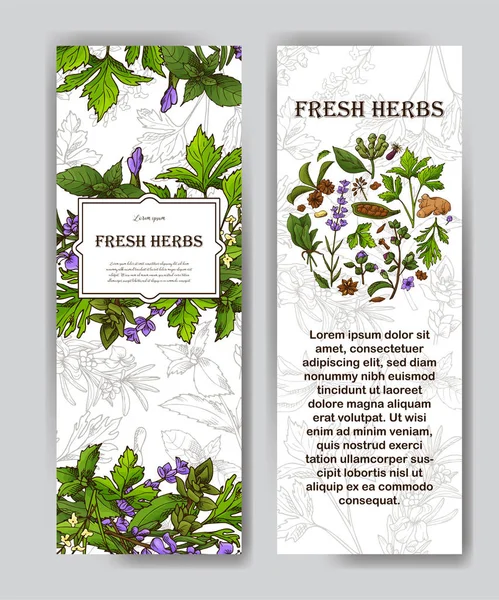 Card with place for text. Herbs banner in sketch style. Poster design for your product. Vector illustration — Stock Vector