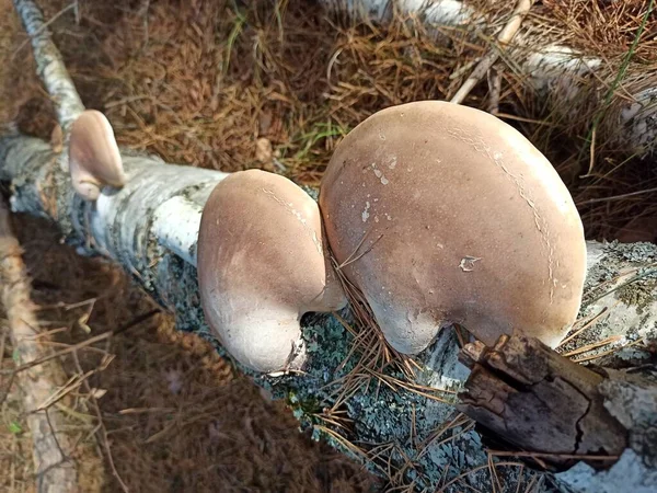 Березовые грибы полипоры, прикрепленные к упавшему березовому стволу. Грибок Тиндера. Piptoporus betulinus. — стоковое фото