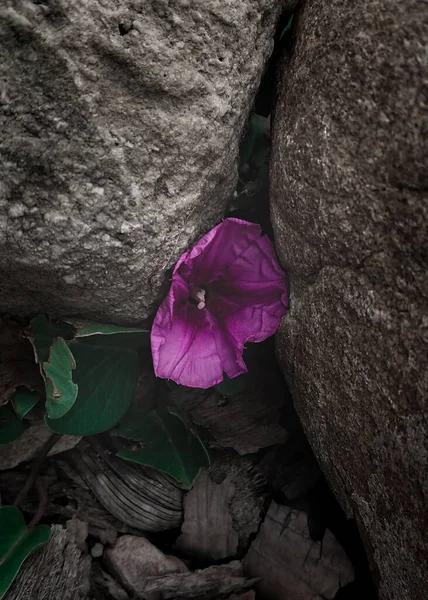 Kwiat Wyhodowany Pomiędzy Dwoma Skałami Pokazuje Energię Życiową — Zdjęcie stockowe