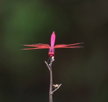 Kuru bir bitki sapında oturan kırmızı yusufçuk.