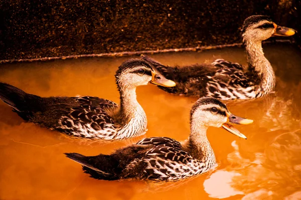 swans water ducks in the muddy water going somewhere