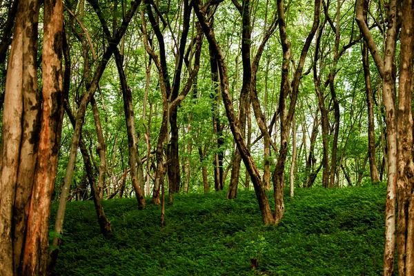 Ветви Деревьев Стебель Зелеными Растениями Земле — стоковое фото