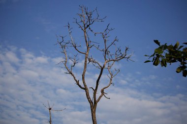 Arka planda mavi gökyüzü olan kuru bitki.