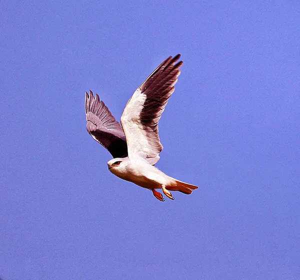 Pájaro Blanco Volando Cielo Azul Alas Abiertas — Foto de Stock