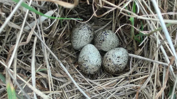 Vier Eieren Van Een Vogel Het Nest Van Een Boomvogel — Stockfoto