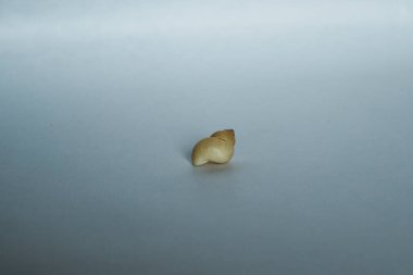 Beyaz arka planı, renkleri ve gölgeleri olan salyangoz kabuğu