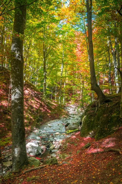 Autumn Cozia Carpathian Mountains Romania Vivid Fall Colors Forest Scenery — Stock Photo, Image