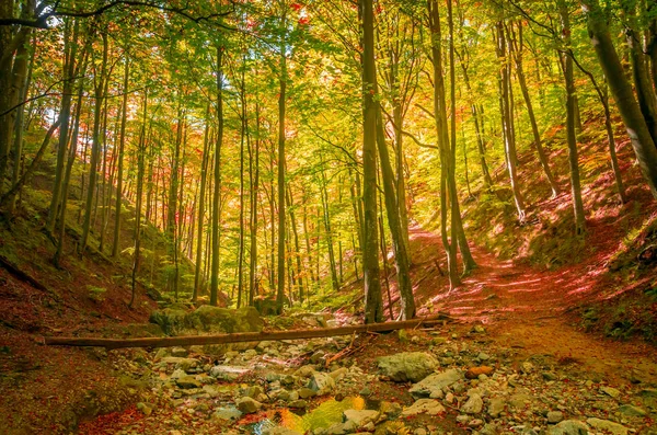 Outono Cozia Carpathian Mountains Roménia Cores Outono Vívidas Floresta Cenário — Fotografia de Stock