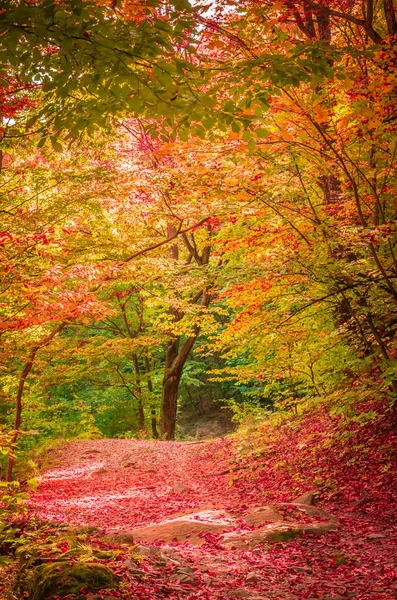 Herfst Cozia Karpaten Roemenië Levendige Herfstkleuren Het Bos Landschap Van — Stockfoto