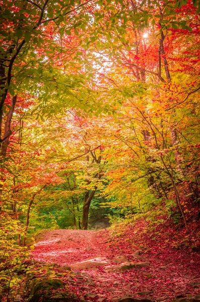 Podzim Cozii Karpaty Rumunsko Živé Podzimní Barvy Lese Krajina Přírody — Stock fotografie