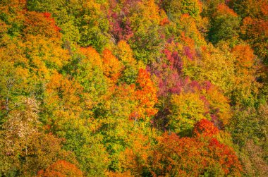 Cozia, Karpat Dağları, Romanya sonbaharda. Ormandaki canlı sonbahar renkleri. Manzaralar ağaçlarının dalları ile güneş ışığı ile doğanın. Renkli sonbahar yaprakları. Yeşil, sarı, turuncu, kırmızı.