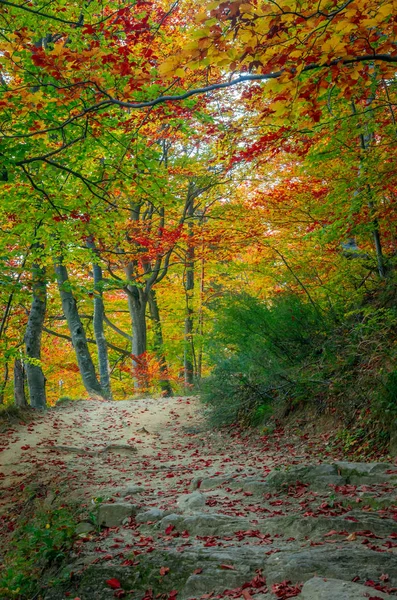 Jesień Cozia Karpaty Rumunia Kolory Żywe Jesień Lesie Krajobraz Natura — Zdjęcie stockowe