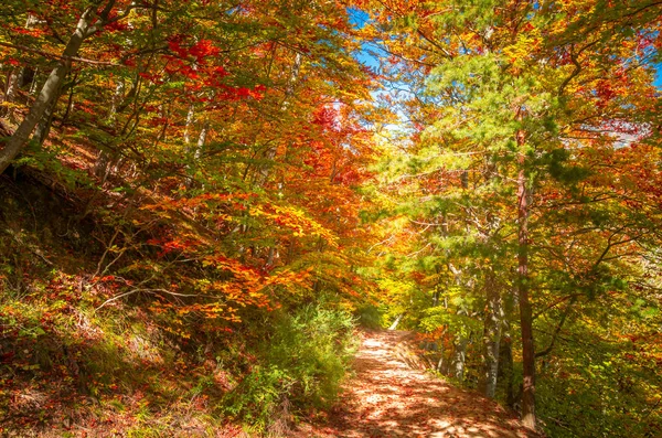 Otoño Cozia Montañas Cárpatos Rumania Colores Vivos Otoño Bosque Paisaje —  Fotos de Stock