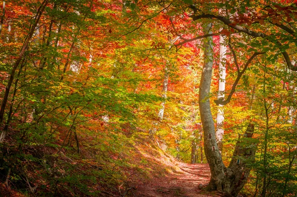 Őszi Cozia Kárpátokban Romániában Élénk Őszi Színek Erdőben Táj Természet — Stock Fotó