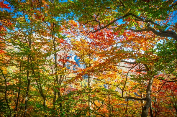 Jesień Cozia Karpaty Rumunia Kolory Żywe Jesień Lesie Krajobraz Natura — Zdjęcie stockowe