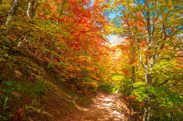 秋天在 Cozia 喀尔巴阡山脉 罗马尼亚 森林中生动的秋季色彩 自然风光与阳光透过树枝的树木 五颜六色的秋叶 — 图库照片