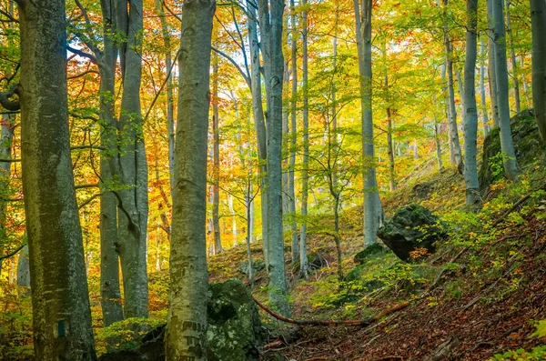 Otoño Cozia Montañas Cárpatos Rumania Colores Vivos Otoño Bosque Paisaje —  Fotos de Stock