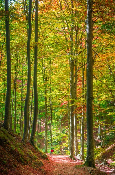 Cozia 루마니아에서가 숲에서 생생한가 색깔입니다 나무의 사이로 비치는 햇빛으로 자연의 — 스톡 사진