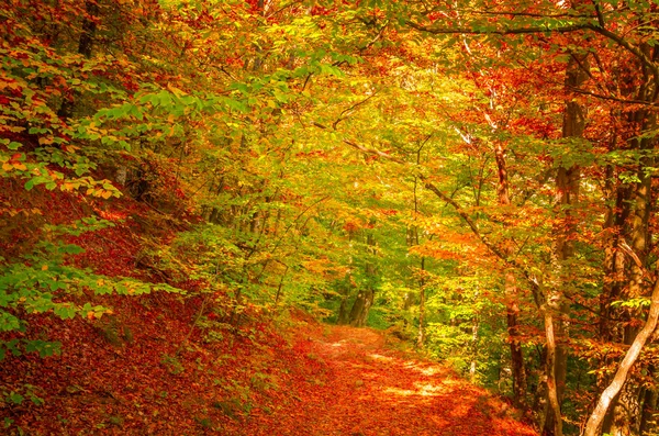 Cozia 루마니아에서가 숲에서 생생한가 색깔입니다 나무의 사이로 비치는 햇빛으로 자연의 — 스톡 사진
