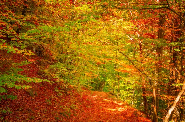 Herfst Cozia Karpaten Roemenië Levendige Herfstkleuren Het Bos Landschap Van — Stockfoto