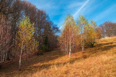 Cozia, Karpat Dağları, Romanya sonbaharda. Renkli sonbahar bırakın. Ormandaki canlı sonbahar renkleri. Ağaçların dalları ile güneş ışığı ile doğa toplayan.