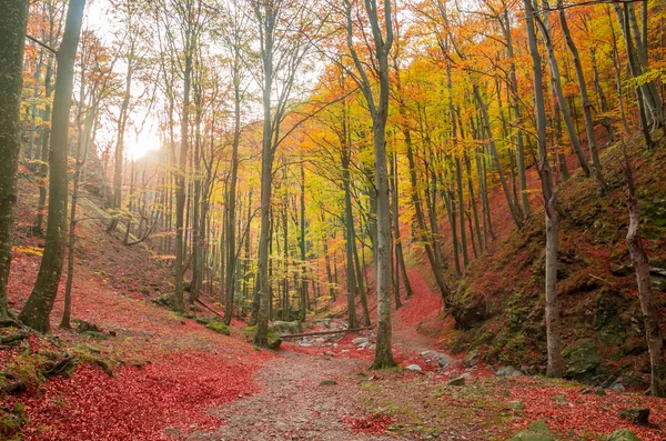 Φθινόπωρο Στην Ομορφιά Απόκριες Καρπάθια Όρη Ρουμανία Αφήστε Πολύχρωμο Φθινόπωρο — Φωτογραφία Αρχείου