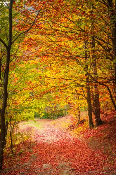 Herfst Cozia Karpaten Roemenië Kleurrijke Herfst Verlof Daling Van Levendige — Stockfoto