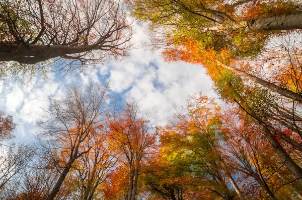 Jesień Cozia Karpaty Rumunia Kolorowa Jesień Urlopu Kolory Żywe Jesień — Zdjęcie stockowe