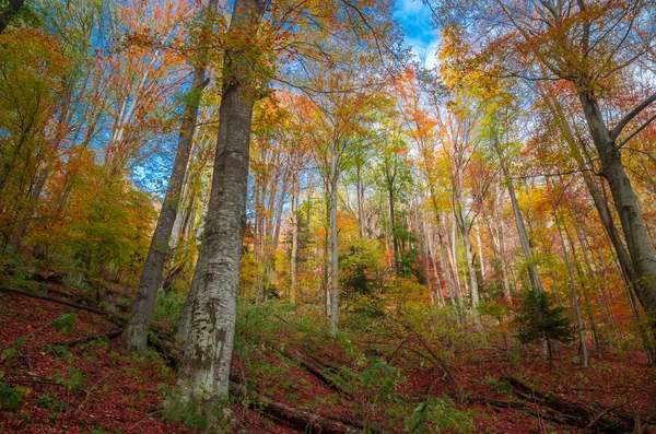 Otoño Cozia Montañas Cárpatos Rumania Vacaciones Coloridas Otoño Colores Vivos —  Fotos de Stock