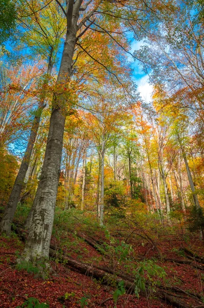 秋天在 Cozia 喀尔巴阡山脉 罗马尼亚 丰富多彩的秋季假期 森林中生动的秋季色彩 自然风光与阳光透过树枝的树木 — 图库照片