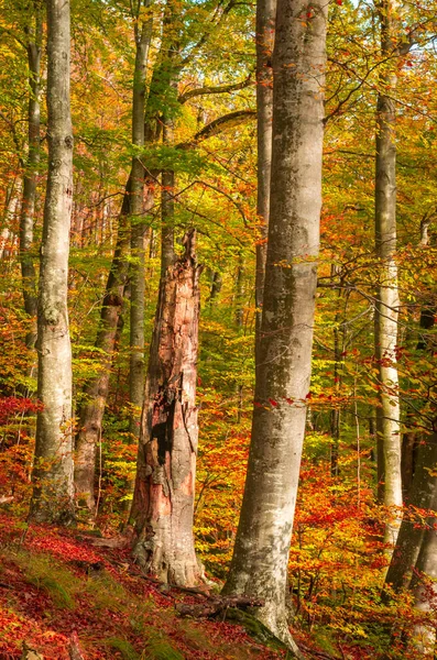 Automne Cozia Carpates Roumanie Congé Automne Coloré Couleurs Automne Vives — Photo