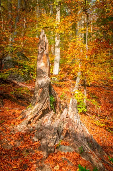 Otoño Cozia Montañas Cárpatos Rumania Vacaciones Coloridas Otoño Colores Vivos — Foto de Stock