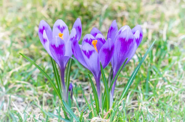 Fiore viola in natura . — Foto Stock