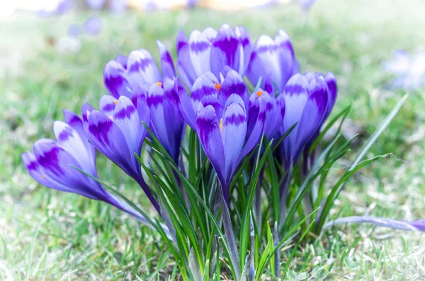 Flor púrpura en la naturaleza . —  Fotos de Stock