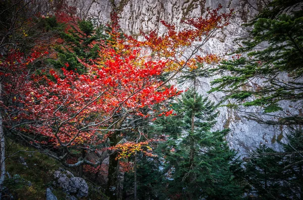 Podzim v Buila Vanturarita, Karpaty, Rumunsko. — Stock fotografie