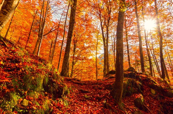 Otoño en Buila Vanturarita, Montañas Cárpatas, Rumania . —  Fotos de Stock