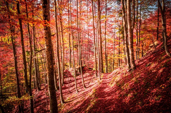 Herfst in Buila Vanturarita, Karpaten, Roemenië. — Stockfoto