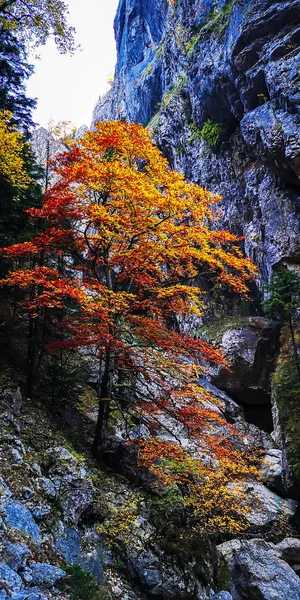 Jesień w Buila Vanturarita, Karpaty, Rumunia. — Zdjęcie stockowe