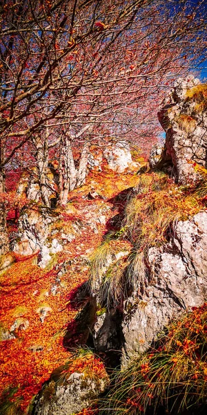 Autumn in Leaota, Carpathian Mountains, Romania. — Stock Photo, Image