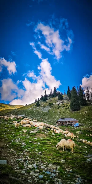 Fagarasbergen Rumänien Getter Och Får Fårhjord Wallachia Stockbild