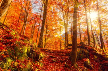 Buila Vanturarita 'da sonbahar, Karpatya Dağları, Romanya. Ormanda canlı sonbahar renkleri. Ağaçların arasından geçen güneş ışığıyla birlikte doğanın manzarası. Renkli Sonbahar Yaprakları. Yeşil, sarı, turuncu, kırmızı.