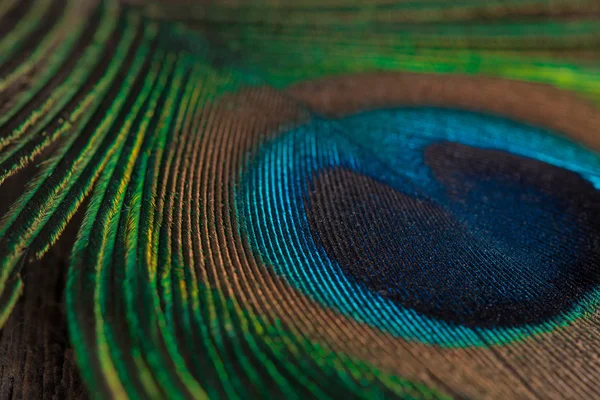 Tavus kuşu tüy ahşap arka plan üzerinde. Makro. Üstten görünüm.