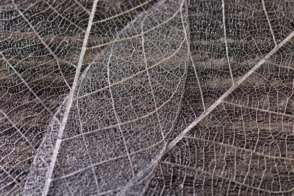 Silver decorative transparent skeleton leafs on the wooden background. Close view. Macro. Details of wonderful white vein leaf.
