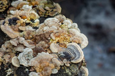 Eski bir kütüğün üzerinde şizofreni komünü (parazit mantar). Doku. Arkaplan. 