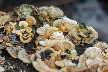 Eski bir kütüğün üzerinde şizofreni komünü (parazit mantar). Doku. Arkaplan. 